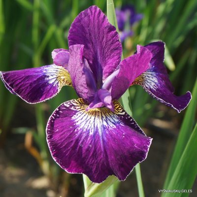 Iris 'Crimson Cloisone'