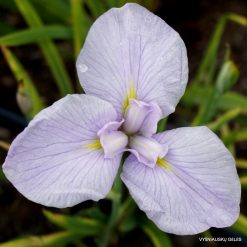 Iris Hatsu Kagami