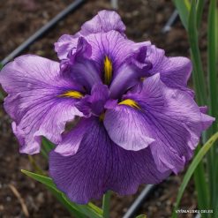 Iris 'Japonec Melancholik'