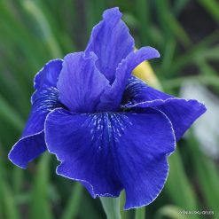 Iris 'Jaybird'