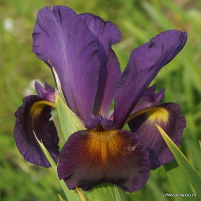 Iris 'Kalahari' (2)