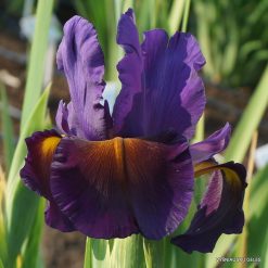 Iris 'Kalahari'