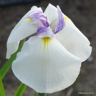 Iris 'Kalići’s Peppered White' (2)