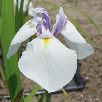 Iris ‘Kalići’s Peppered White’