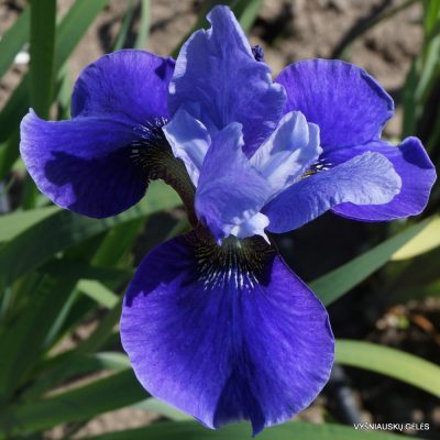 Iris ‘Lincolnshire Orpheus’