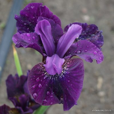Iris 'Lincolnshire Ruby'