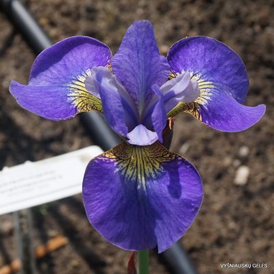 Iris ‘Lincolnshire Yellowbelly’