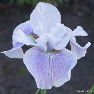 Iris 'Maura' (2)