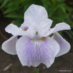 Iris 'Maura'
