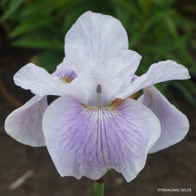 Iris ‘Maura’