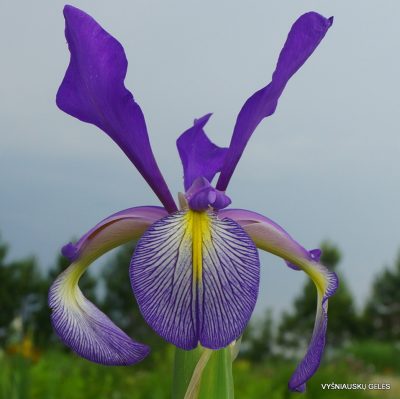 Iris ‘Premier’
