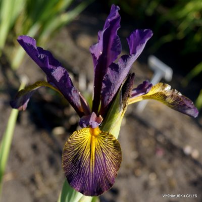 Iris 'Tanhyr'