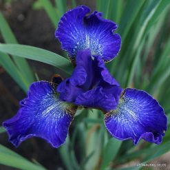 Iris 'Velvet Prism'