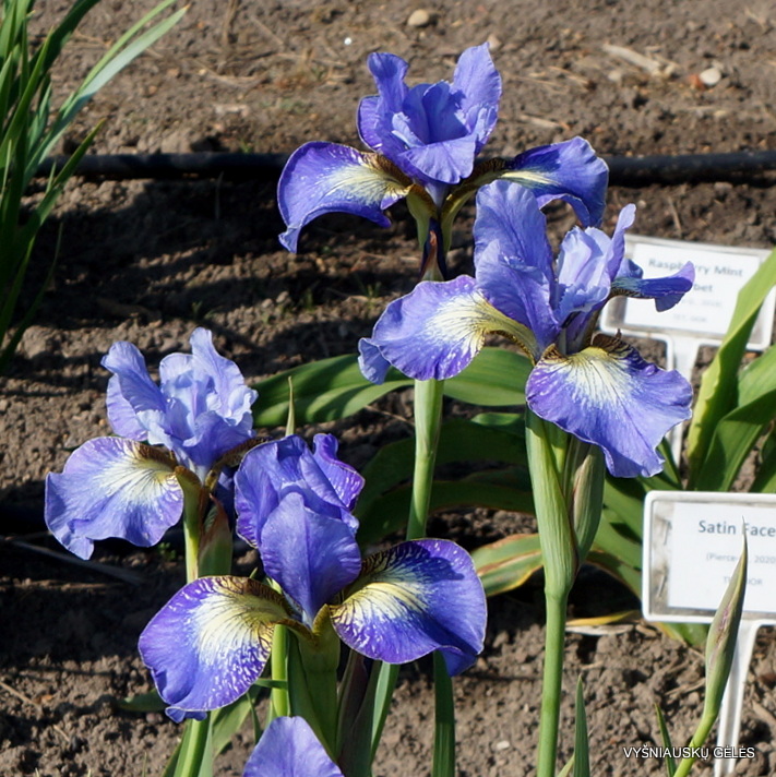 Iris 'Windwood Spring'