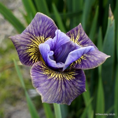 Iris 'Zlate Vlasy' (2)