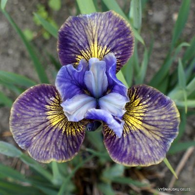 Iris ‘Zlate Vlasy’