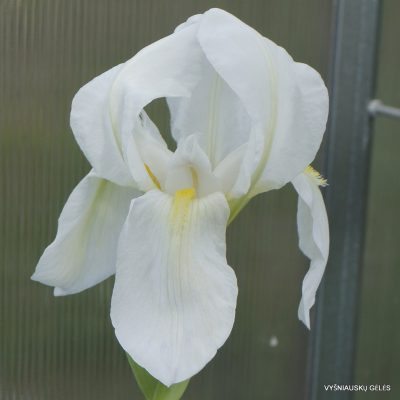Iris albicans AH.9170 (2)