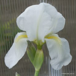 Iris albicans AH.9170