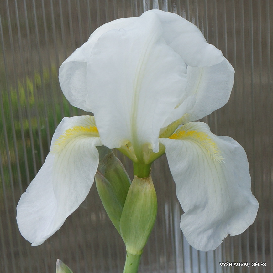 Iris albicans AH.9170 - daylily-phlox.eu