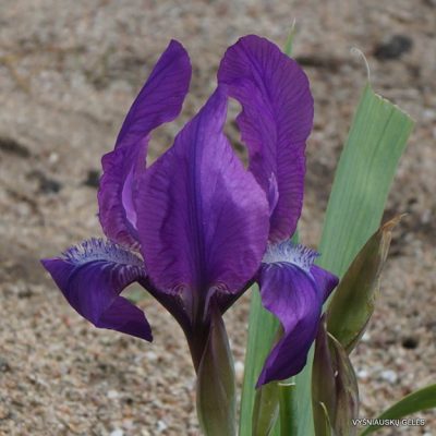 Iris aphylla (2)