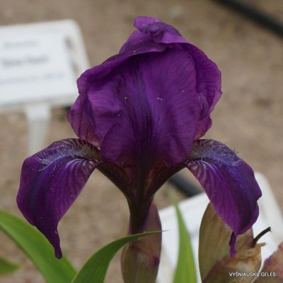 Iris aphylla subsp. dacica (2)