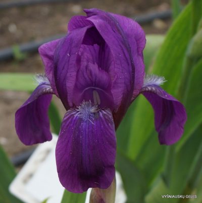 Iris aphylla subsp. dacica