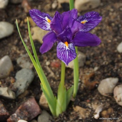 Iris barbatula (2)