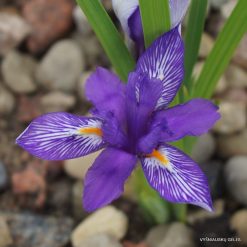 Iris barbatula