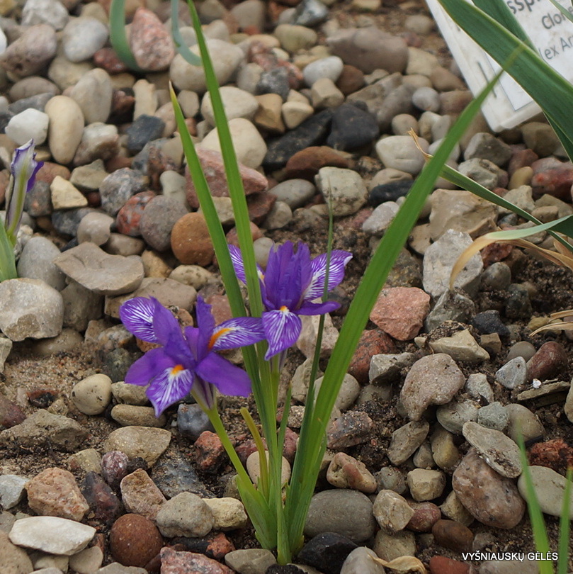 Iris barbatula (3)