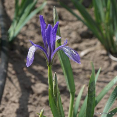 Iris biglumis clone 2 (2)
