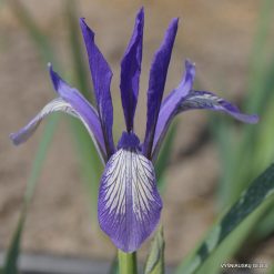 Iris biglumis clone 2