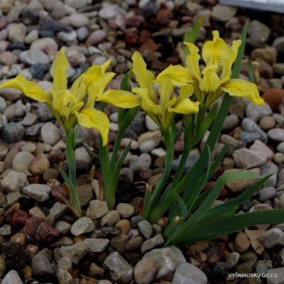 Iris flavissima