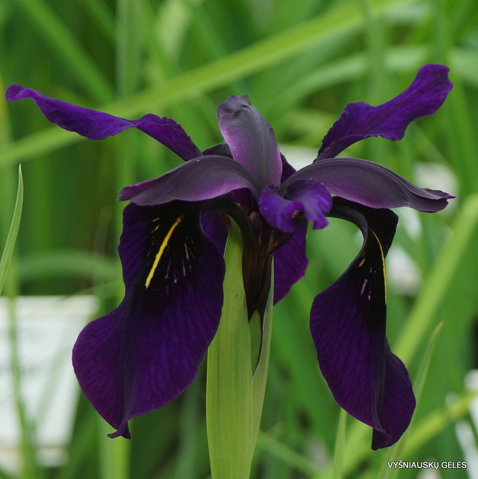 Iris chrysographes (3)
