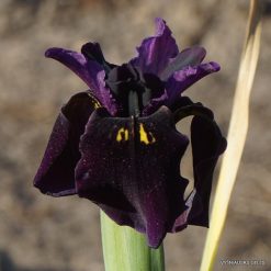 Iris chrysographes 'Black Gold'