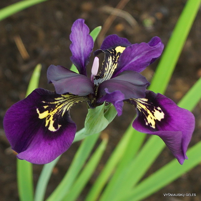 Iris chrysographes 'Black Gold' (3)