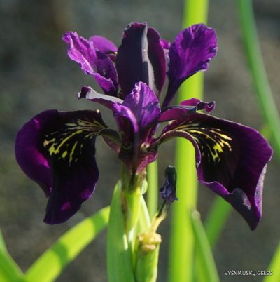Iris chrysographes ‘Black Gold’