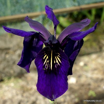 Iris chrysographes (clone 1)