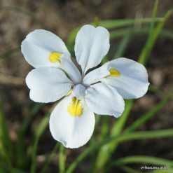 Iris dabashanensis