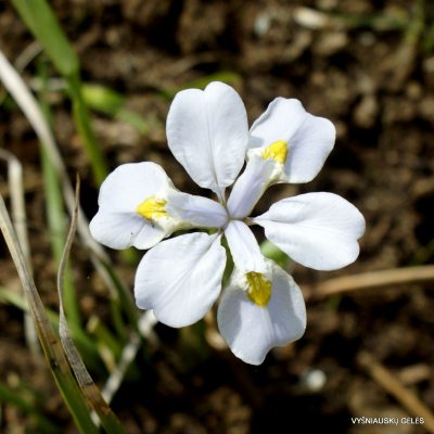 Iris dabashanensis