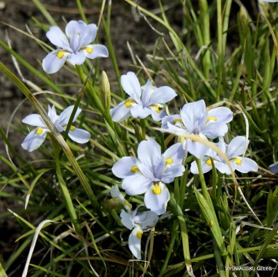 Iris dabashanensis