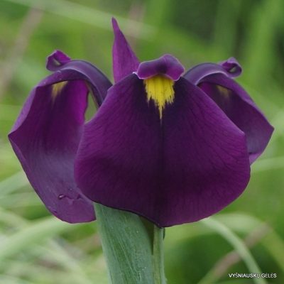 Iris ensata v. spontanea BSWJ8699 (2)
