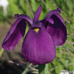 Iris ensata v. spontanea BSWJ8699