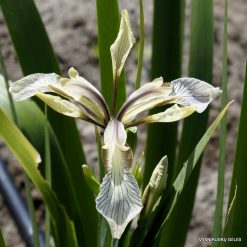 Iris foetidissima var.citrina