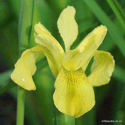 Iris forrestii clone 1