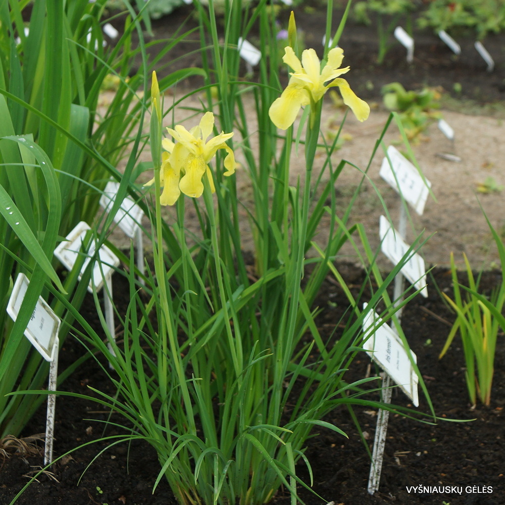 Iris forrestii clone 1 (3)