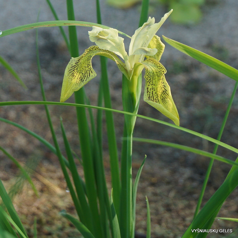 Iris forrestii (clone 2) (3)