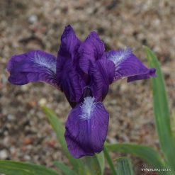 Iris furcata (clone 3)