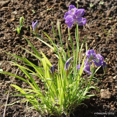 Iris gracilipes 'Flore Pleno' (2)