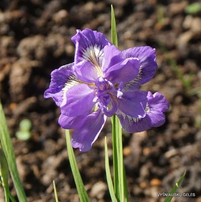 Iris gracilipes ‘Flore Pleno’