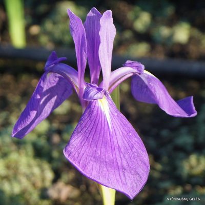 Iris laevigata Atropurpurea